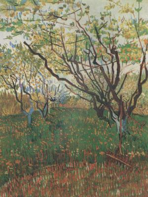 Vincent Van Gogh Orchard in Blosson (nn04)